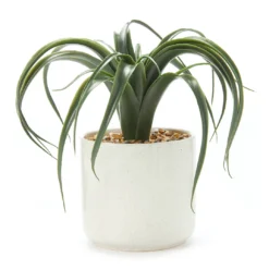 Green Aloe In Off-White Speckled Pot