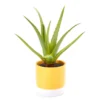Artificial Aloe In Yellow Ceramic Pot