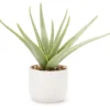 Green Aloe Plant With White Ceramic Pot