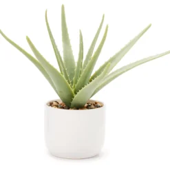 Green Aloe Plant With White Ceramic Pot