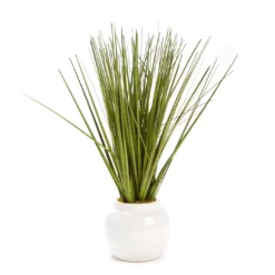 Green Decorative Grass In White Round Pot