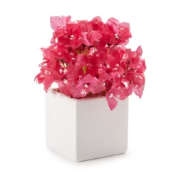 Grecian Getaway Red Artificial Bougainvillea Arrangement With White Pot