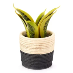 Artificial Succulent In Black & White Braid Resin Pot