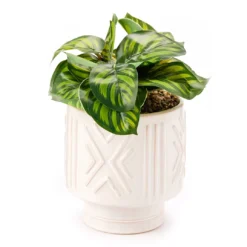Wild Sedona Green Artificial Plant With White Geometric Pot