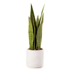 Wild Sedona Artificial Snake Plant With White Ceramic Pot